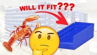 CAN A LOBSTER FIT IN A CRABHOUSE??? Let's Find Out! | RAS Aquaculture