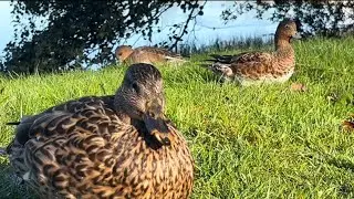 Joyful Crows and Hungry Ducks- Snadder Duck Female whith Blue beak ,- in Bergen! Norway