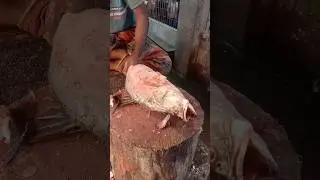 Amazing Coral fish cutting skills (01) 🐬😱 #shorts