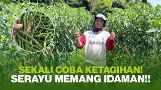 VARIETAS IDAMAN PETANI!! KELEBIHAN DAN KEUNGGULAN CABE KERITING SERAYU 