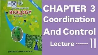 Class10 biology| Sindh board|chapter 3 coordination and control|lecture 11 