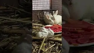 cute rabbit baby is eating carrot #mybunny #mycuterabbit #cuteanimal #pets #viralshort