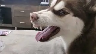 Husky hates clapping #shorts #husky #cutehusky 😂😂