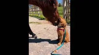 Love across species #foryou #funnyvideos #fly #cat