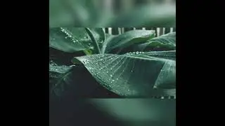 10 minutes of relaxing gentle rain sounds to get to sleep or study peacefully