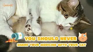 🐱Why You Should Never Share Your Medicine with Your Cat