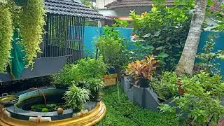 Tree Orchid Replant #gardening #garden #orchid #palakkad #home #villagelife 