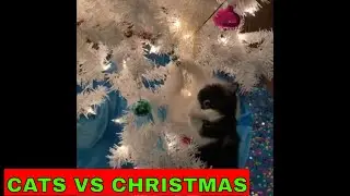 Cats vs Christmas, funny videos of cats destroying Christmas