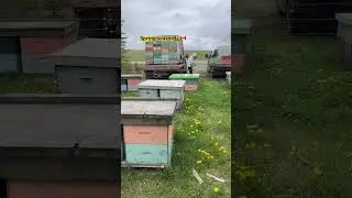 Beekeeper are starting to busy from Spring onwards 🐝🇨🇦 #canada #beekeeping #honeybee