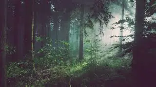 8 HOURS OF RAINFOREST RAIN  | Sleep, Study & Screen-Safe Ambient Sounds