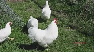 Backyard Chickens