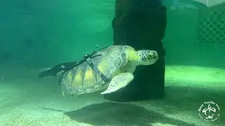 У морской черепахи Эллисон один ласт и протез | История резидента | Sea Turtle Inc