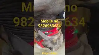 Gir nasal ox bejna hai sampark kre price 10000 #shorts #ox #viral #trending #ytshorts #cow