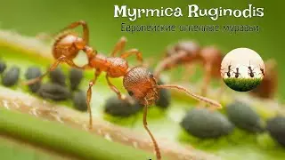 ГОСТЕВОЙ СЕЗОН! Обзор вида Myrmica ruginodis!
