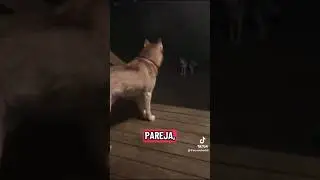 Siberianhusky#huskys  #siberianhuskydog awww ellos relajados