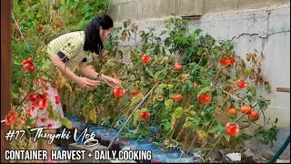 9 м2 урожая томатов в пластиковых бутылках🍅| Готовим завтрак| Покупки продуктов🛒 | THUYAKI
