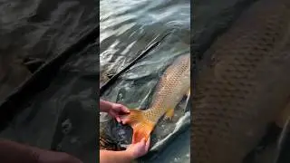 Крайняя 🔥 сессия !!! #carpfishing #carpdesign #nash #carp #fox #fish #korda #карп #рыбалка #fishing