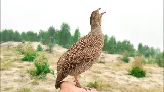 Partridge तीतर sound effect, partridge bird sounds, free download sound, the thaat