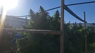 OUTDOOR ARIZONA CANNABIS GROW 2024