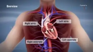 Structure and functions of the human heart.