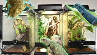 我が家の樹上性爬虫類を全て紹介します！