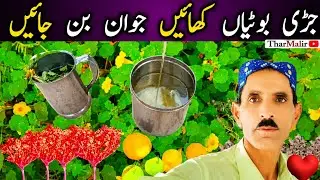 Thar Desert Herbal Plants | Eat Natural, Build Life | Power of Nature | Thar Malir 