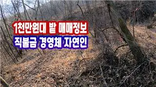 경북땅 시골 땅 매매! 평 당 1만 1천원 급매 토지 나는자연인이다 힐링 부동산 매물