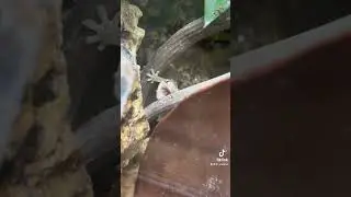 Mourning gecko group #shorts #shortsvideo #mourninggecko