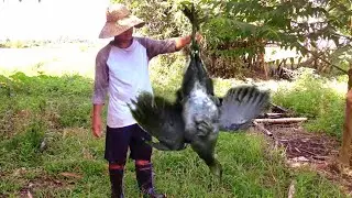 Grabe! Malaking Tikling nahuli | Bird trap