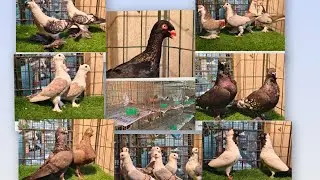 🕊️🇮🇳🕊️ AJJ HAMARE FARM SE LIGIA SASTA OUR ACHHE QUALITY K KUCH KABUTAR 🕊️🇮🇳🕊️SATH ME NEW UPDATES V🇮🇳
