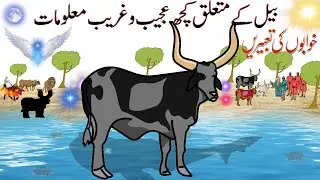 Interesting Facts About Ox | Facts About Animals | Hayat ul Haiwan