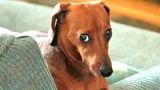 Videos De Risa De Animales 2023 - Recopilación Perros culpables del Año 😂