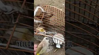 Pinakawalan ko ang ibon na piruk | yellow-vented bulbul #birdlovers
