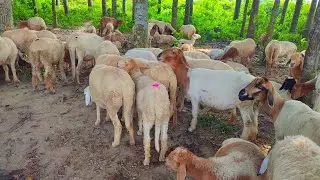প্রথমবারের মতো প্রেগন্যান্ট ১০০% গাড়ল এবং ক্রস গাড়লের দামের পার্থক্য জানুন | How to buy 100% sheep