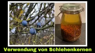 falscher Amaretto aus Schlehen | restlose Verwertung von Wildfr&uuml;chten | Selbstversorgung