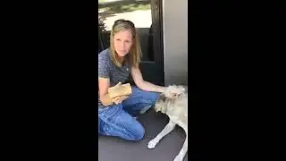 SleekEZ Grooming Tool - Dog | Cat