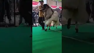 KAMBING PE MEWAH MENGIKUTI KONTES PIALA PRESIDEN #kambing #kambingkontes #shorts