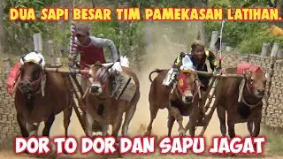 Tren Kerapan Sapi DI Lap Asemanis, Dua Sapi Besar Tim Pamekasan Latihan DOR TO DOR DAN SAPU JAGAT.