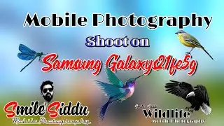 #SamsungGalaxys21fe5g  #Mobile_Photography #Wildlife_photography