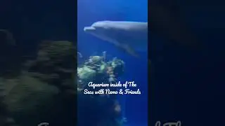 You can find several aquariums inside The Seas with Nemo & Friends @ Epcot ! 🐠 🐬 #aquarium #fish