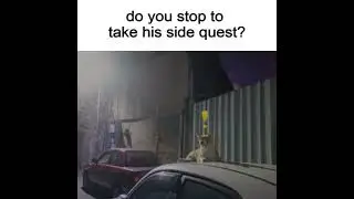 I would 100% do this side quest   #cat #memes #cattomemes