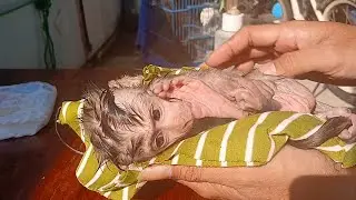 daily care of baby monkeys: bathing, sunbathing, feeding