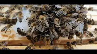 Podanie pszczoły matki Apis Mellifera Ligustica do Apis mellifera carnica