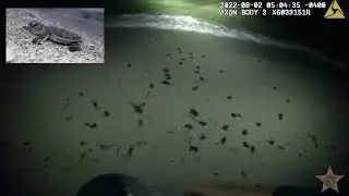 Florida sheriff's deputies rescue baby sea turtle hatchlings from hotel