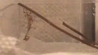 Praying Mantis molting in 4x speed (Galinthias Amoena)