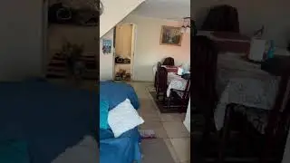Попробуй догони!/Try to catch up! #animals #yorkshire #dog