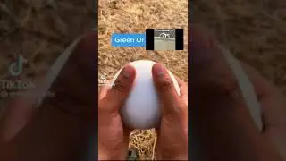 Green Or Get Stick Bugged Lol #satisfying #oddlysatisfying #shorts