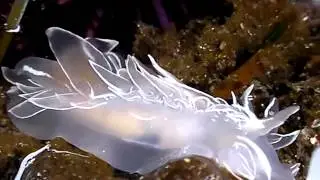 dirona albolineata