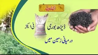 Cotton Production Technology 2019 20