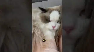 Почему кошки спят на своих хозяевах? 😴 Настоящая причина, по которой кошки любят спать на вас! #кот
